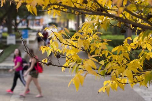 students walking in fall