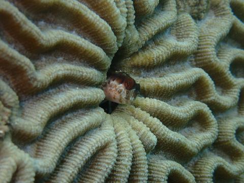 A red and brown speckled cryptobenthic fish peers out of a hole in a coral.