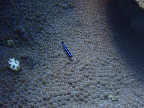 A tiny dark blue cryptobenthic fish with a teal stripe rests on the bed of a coral reef