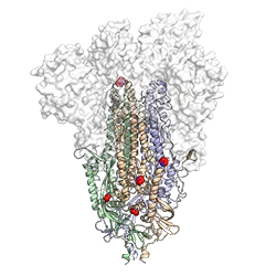 A 3-D atomic scale map of HexaPro