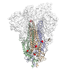 A 3-D atomic scale map of HexaPro