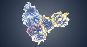 Structure of a surface protein on the monkeypox virus (MPXV OPG153, highlighted in pink) in complex with two neutralizing antibodies: 08E11 (highlighted in blue) and 12I12 (highlighted in yellow). 