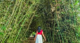 A person walks through a bamboo forest.