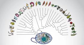 A diagram illustrates the protein interactome of the Last Eukaryotic Common Ancestor.