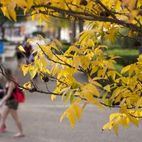 students walking in fall