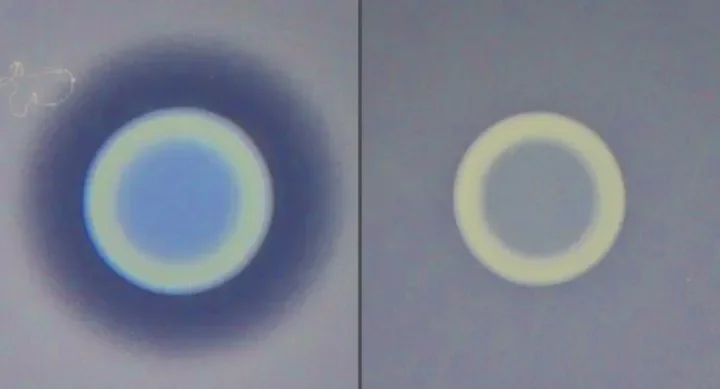 On the left, a Vibrio cholerae strain that produces the antimicrobial MvcC (center) outcompetes a surrounding V. cholerae strain that does not produce an antidote to the antimicrobial. This creates a zone of exclusion between the two strains (dark ring). On the right, neither strain produces an antimicrobial and so neither has a competitive advantage. Credit: Bryan Davies/University of Texas at Austin.