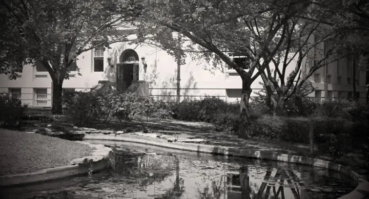 A black and white photo of a shallow pool covered in lily pads, surrounded by trees, in front of a UT-Austin campus building.