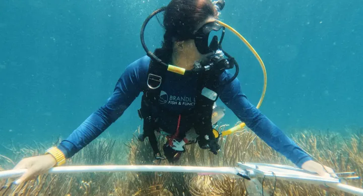 Mariana Rivera-Higueras 1 Underwater, Mariana Rivera-Higueras wears scuba gear. A blue scuba shirt reads "Brandl Lab Fish & Functions." She holds a large metal circle over some beige corals.