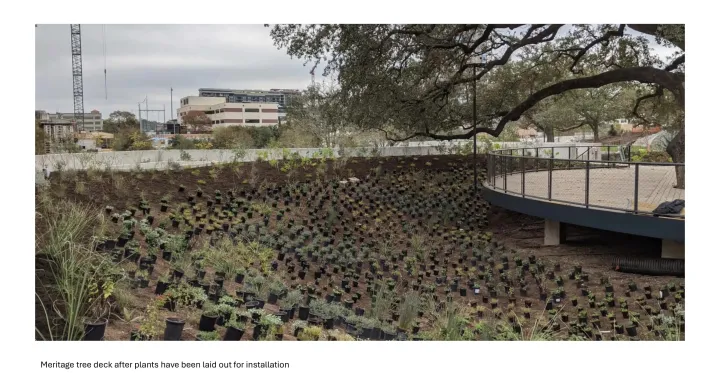 At the Meritage tree deck, tiny plants in black plastic containers are arranged on a dirt space around the Meritage deck to prepare for installation.