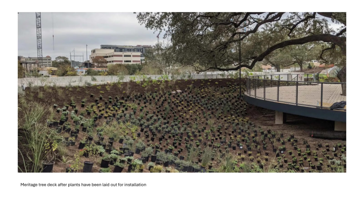 At the Meritage tree deck, tiny plants in black plastic containers are arranged on a dirt space around the Meritage deck to prepare for installation.