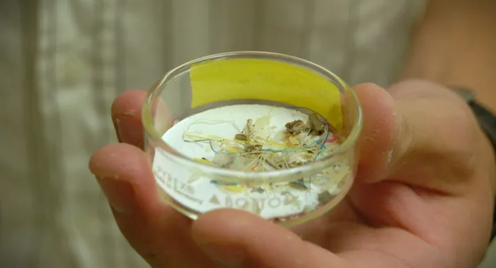 A hand holds a Petri dish full of plastic fragments and other debris.