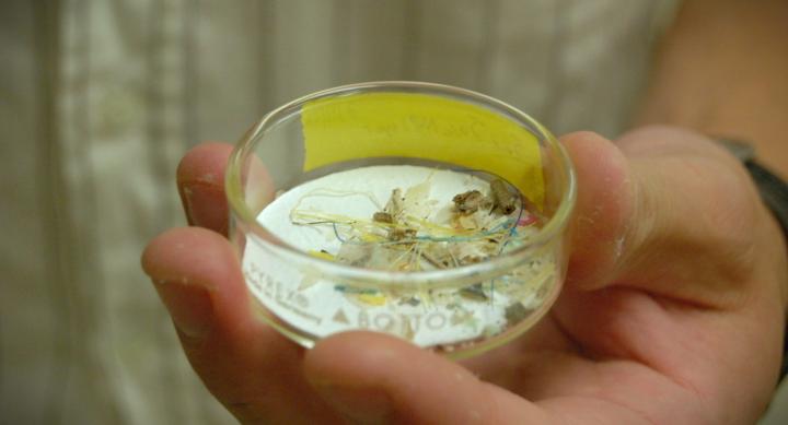 A hand holds a Petri dish full of plastic fragments and other debris.