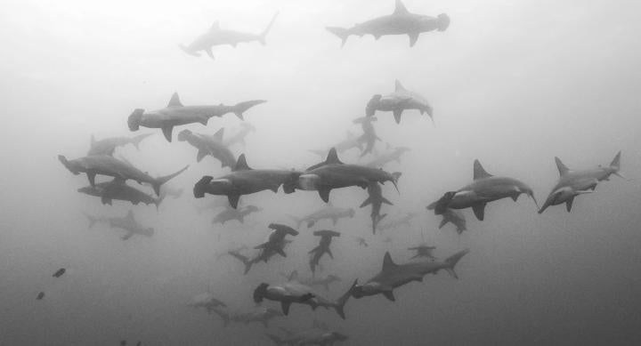 Sharks swim against a grey background.