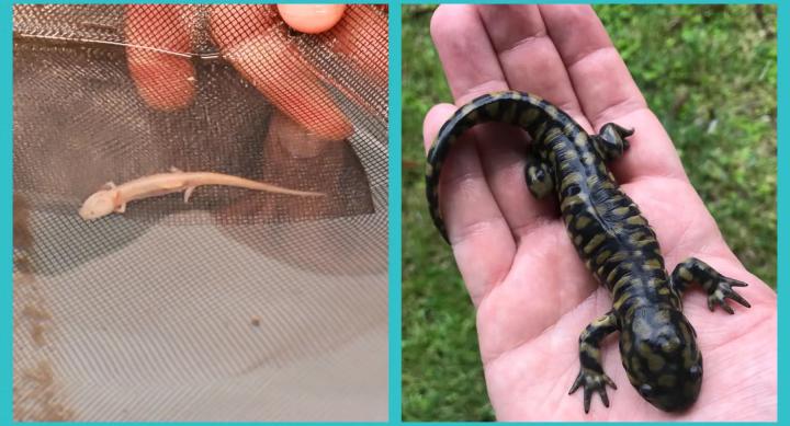 In one image, someone holds a pale salamander in a net. In the next image, someone holds a black salamander with yellow spots in their hand.