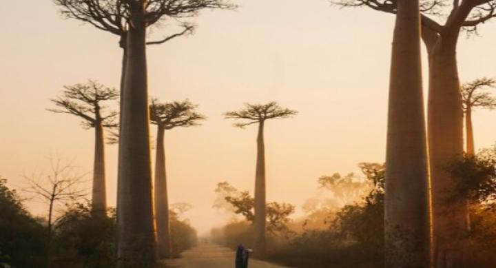 A person stands on a path surrounded by trees at sunset.