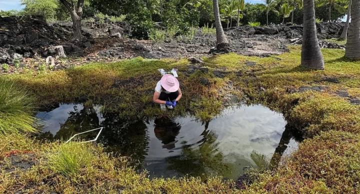 A researcher leans in front of a small pond in a Hawaiian forest.