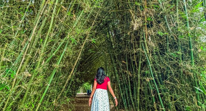 A person walks through a bamboo forest.