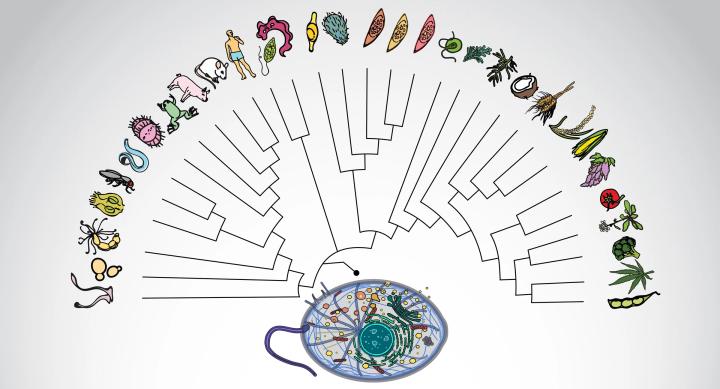 A diagram illustrates the protein interactome of the Last Eukaryotic Common Ancestor.