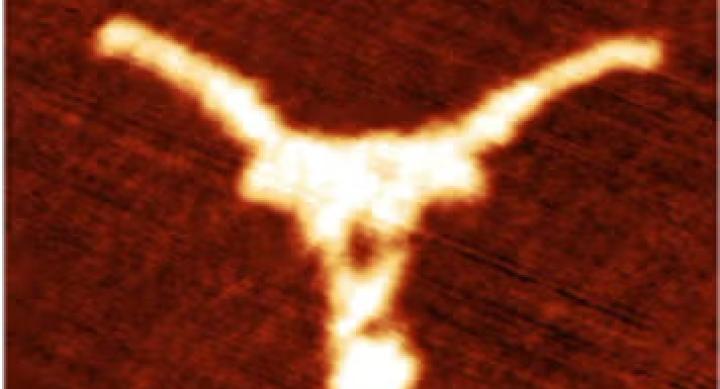 A tiny Longhorn symbol made of DNA appears as a bright orange shape against a red background.